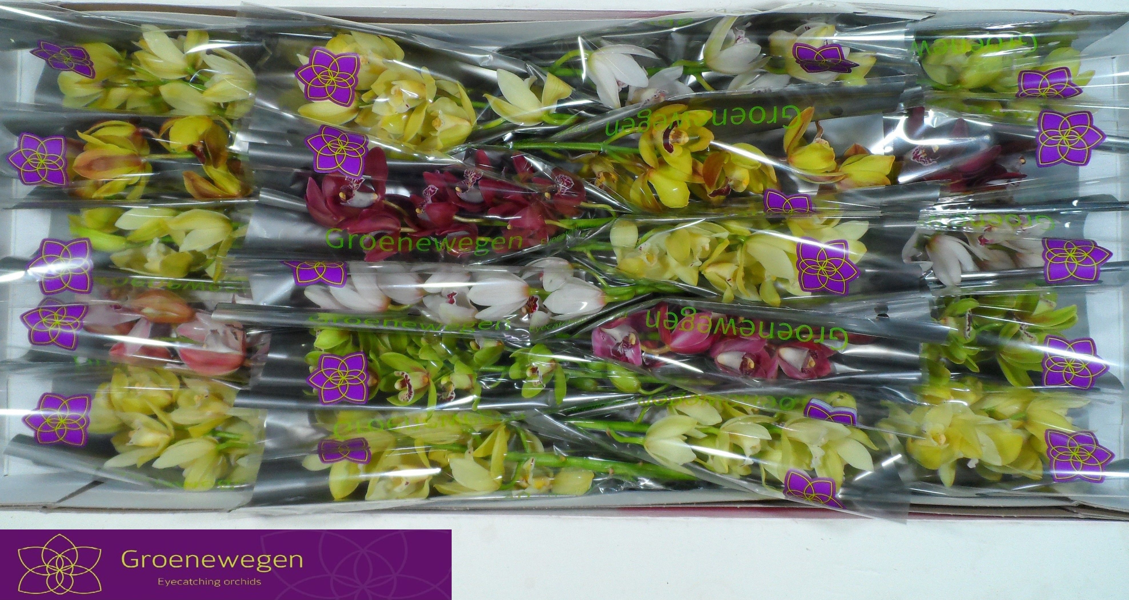 Cymbidium Asst Mini 40cm