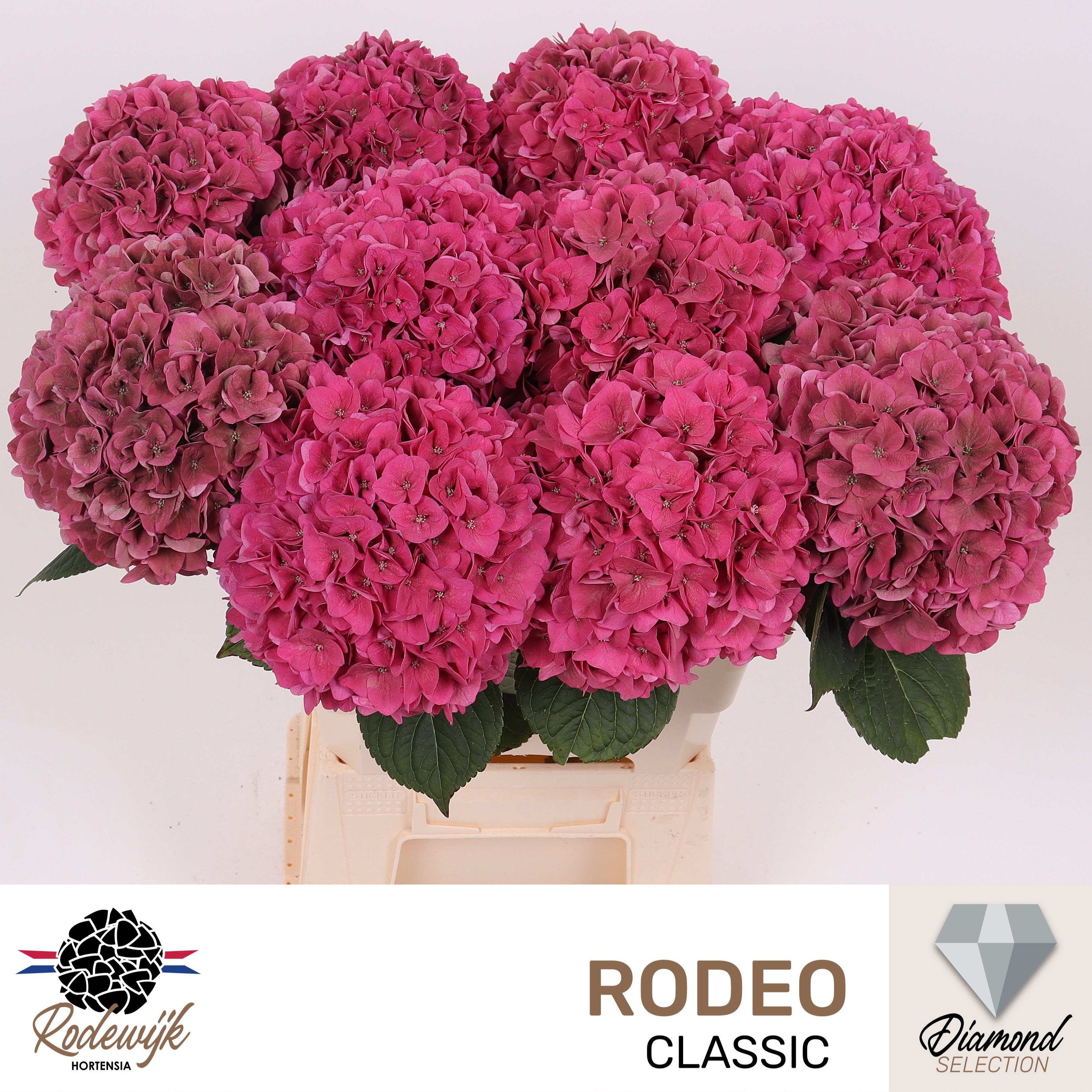 Hydrangea Rodeo Classic Pink 60cm 19Ø
