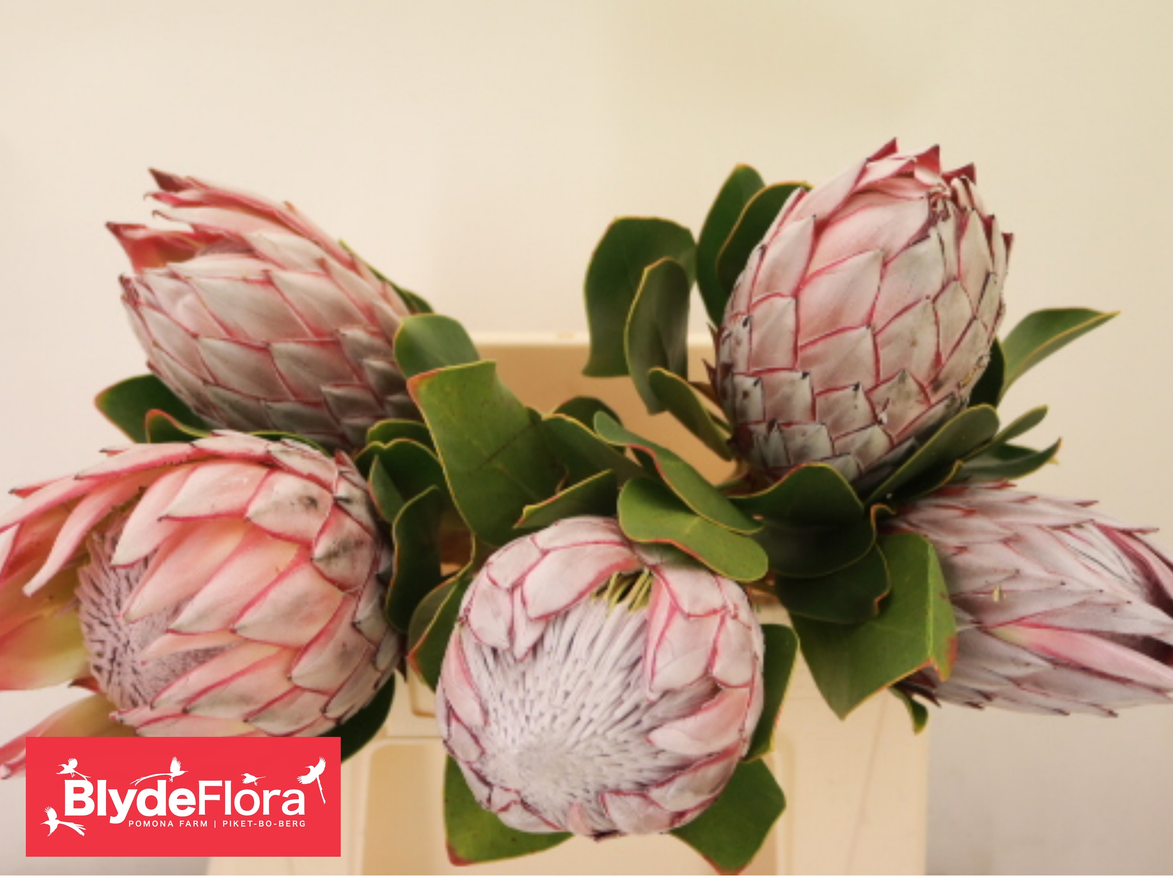 Protea Cynaroides 40cm