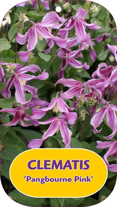 Clematis 'Pangbourne Pink'