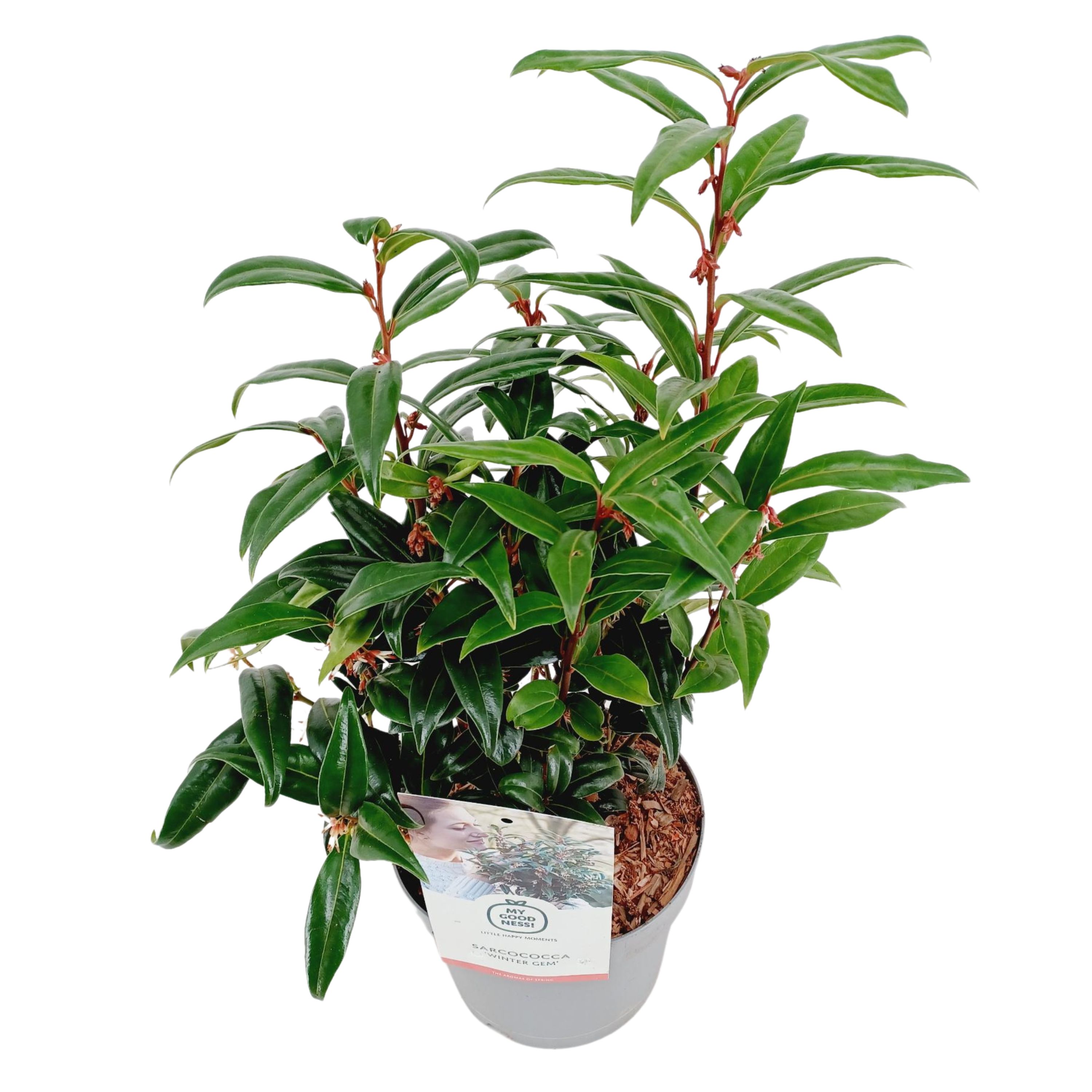 Picture of Sarcococca Winter Gem P17 (2 Ltr)