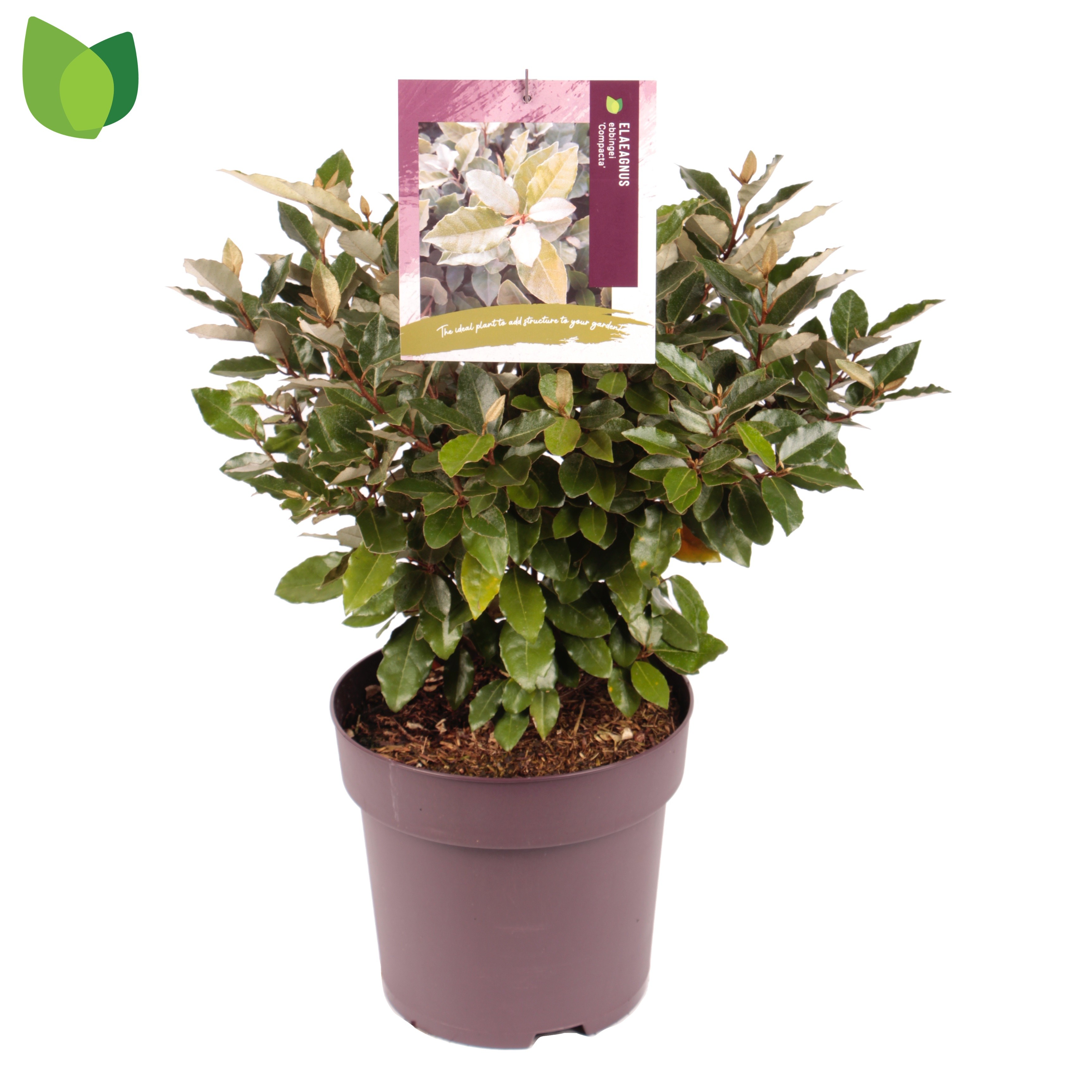 Picture of Elaeagnus ebbingei Compacta P29 (10 Ltr)