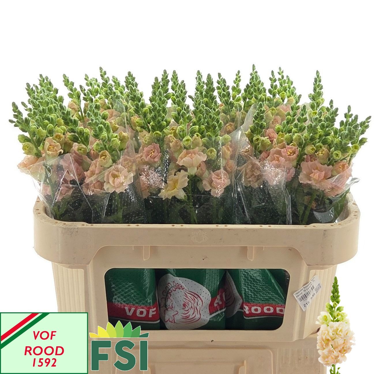 Antirrhinum Holly Double Champagne 70cm