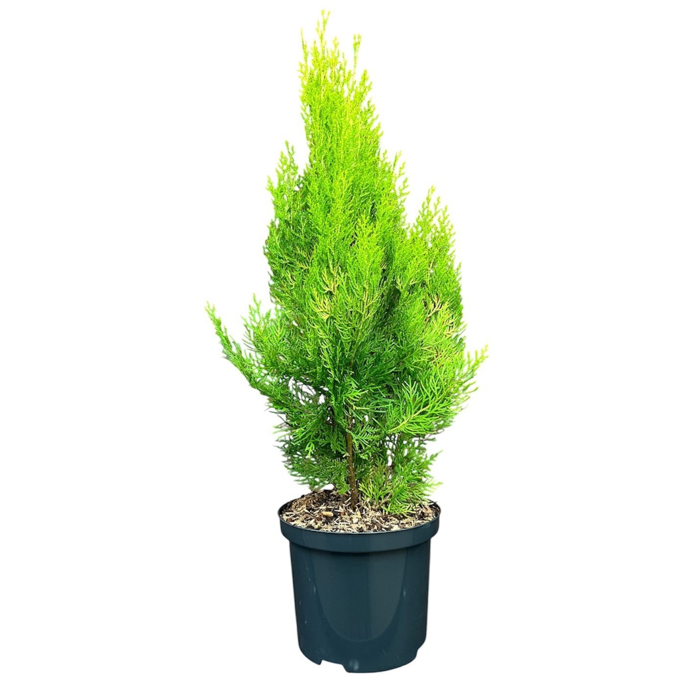 Platycladus orientalis 'Elegantissima'