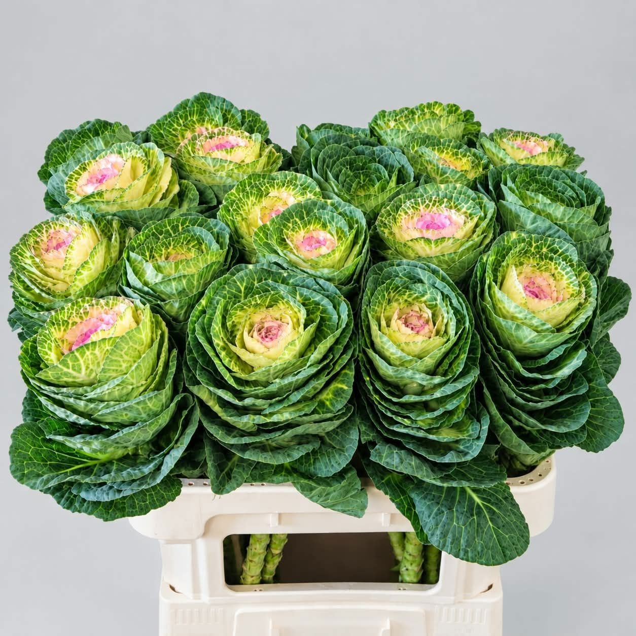 Brassica Crane Bicolour 70cm
