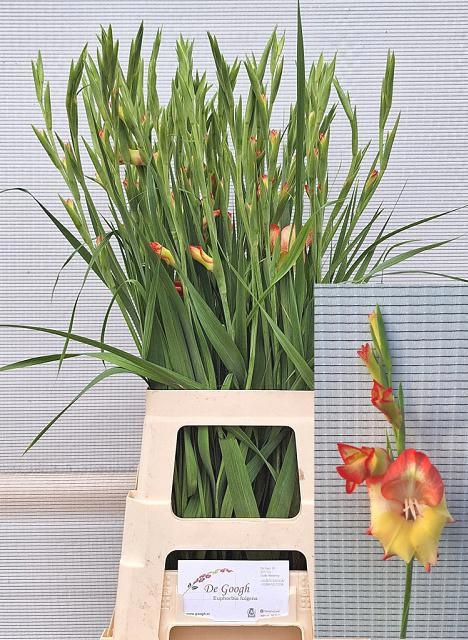Gladiolus Mini Las Vegas 70cm 20gram