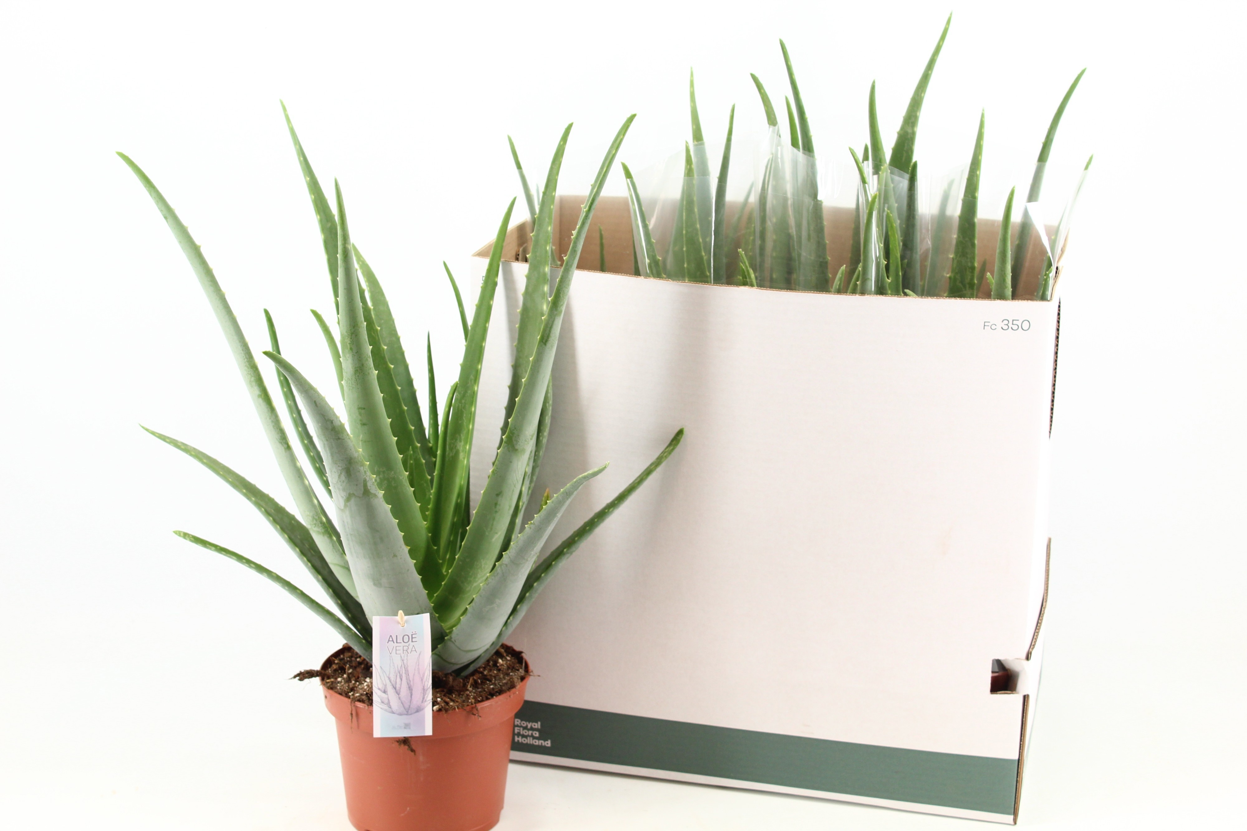 Aloe Vera 19P 55H