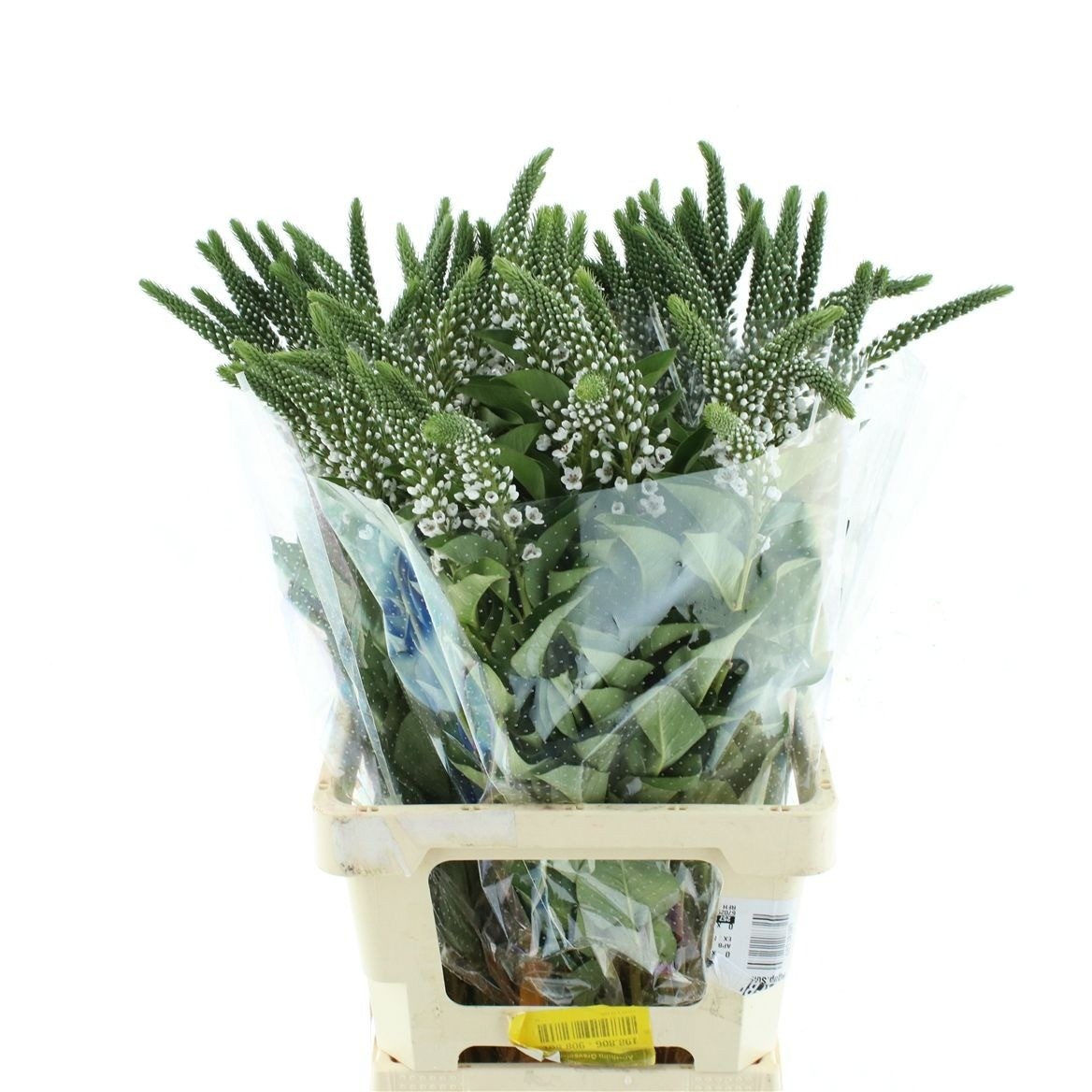 Lysim Clethroides
