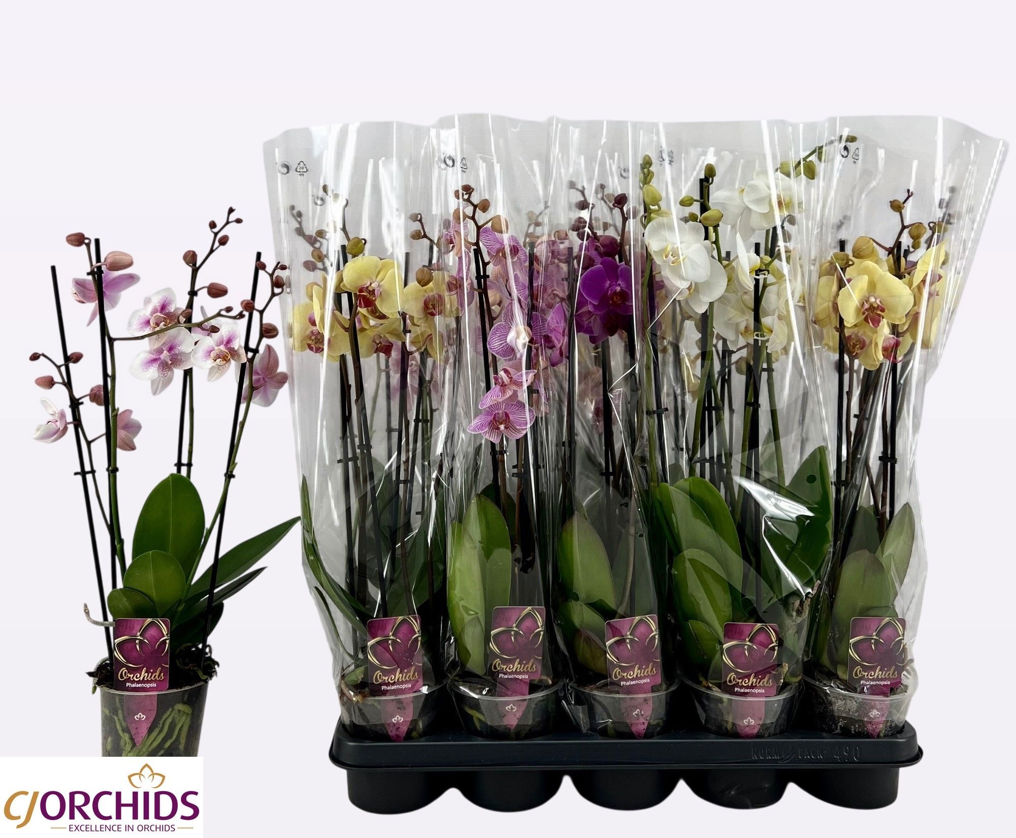 Phalaenopsis Asst 12Ø 55cm