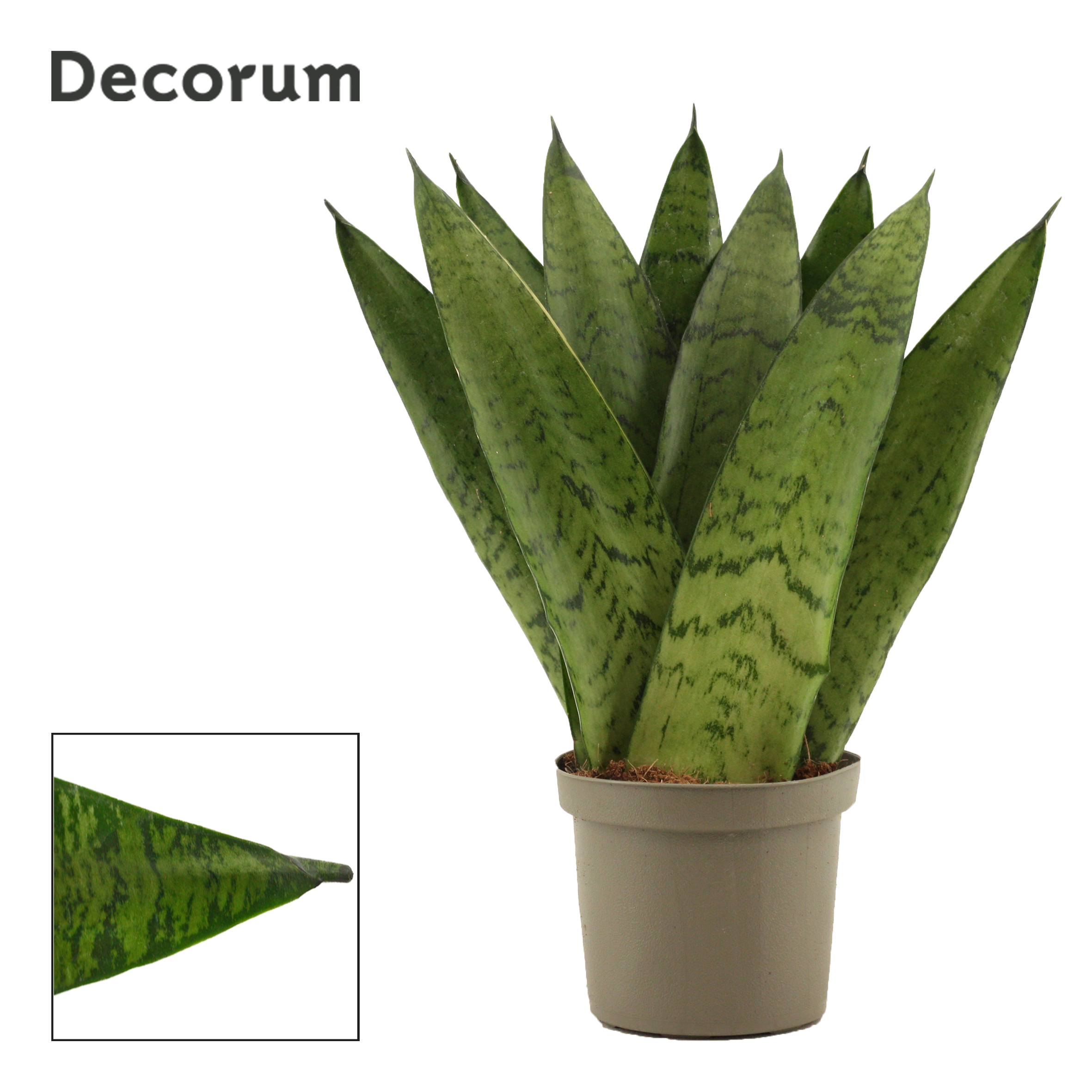 Picture of Sansevieria Zeylanica Fan 9 cm (Decorum) P9 25CM