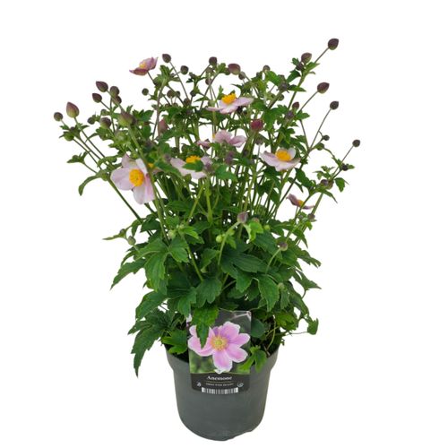 Anemone hupehensis Emmy Pink Blush p17 Florizon