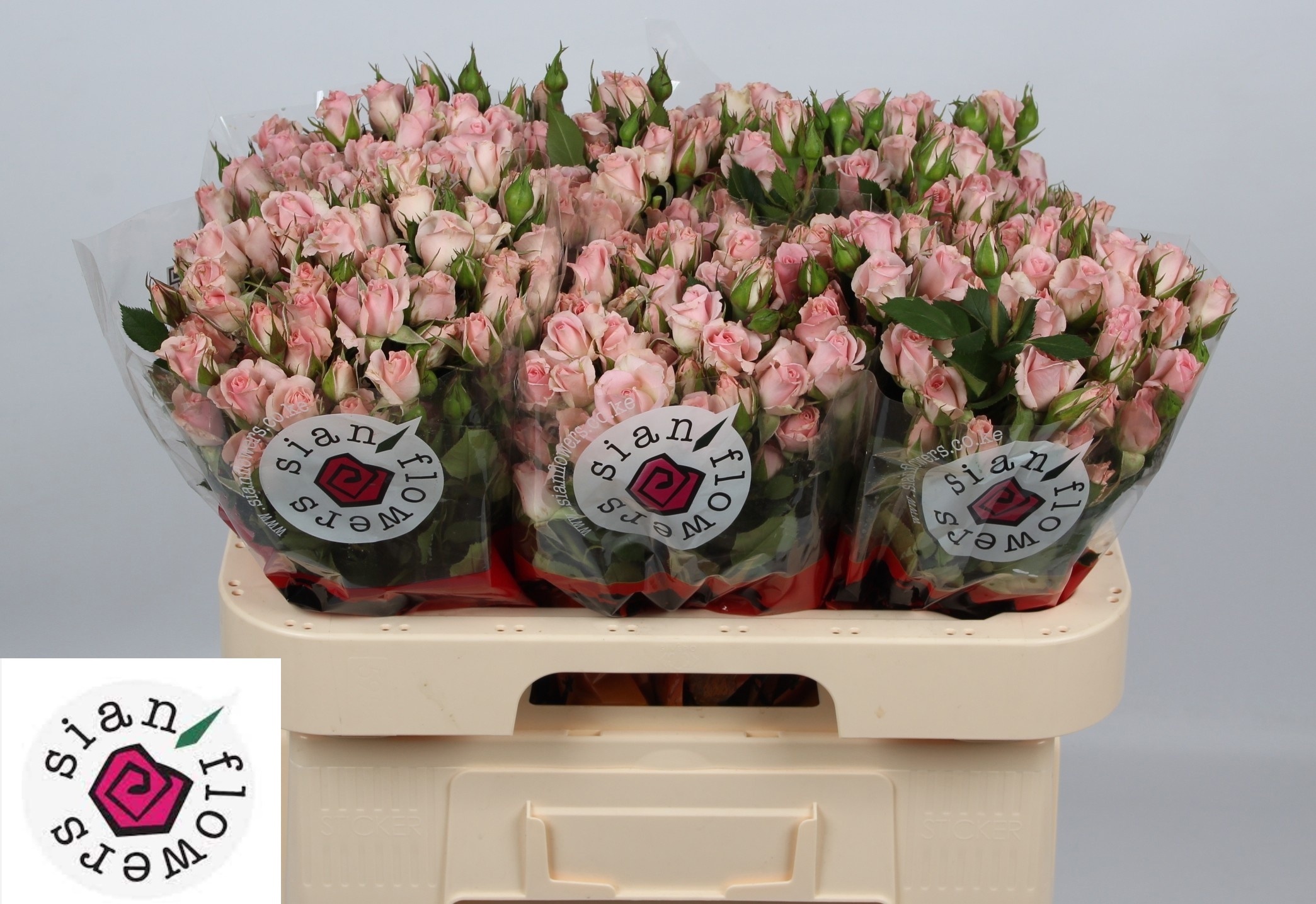 R Tr Fleurette 60cm