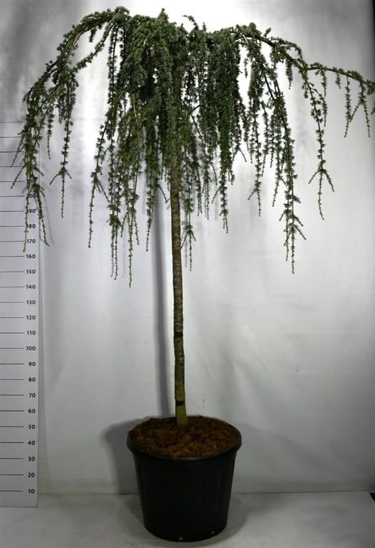 Cedrus atlantica 'Glauca Pendula'