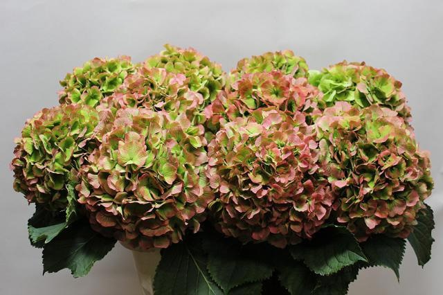 Hydrangea Verena Classic Pink 80cm 22Ø