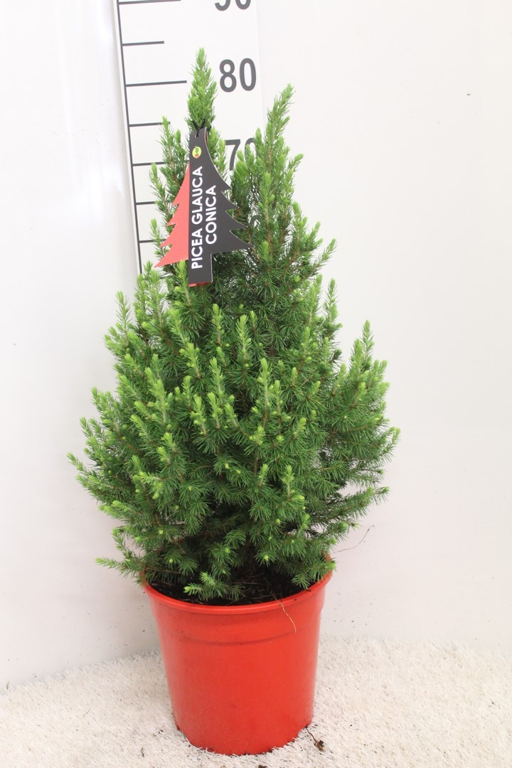 Picture of Picea glauca Conica P24 (6 Ltr) 80/90CM INC POT/POTGROWN