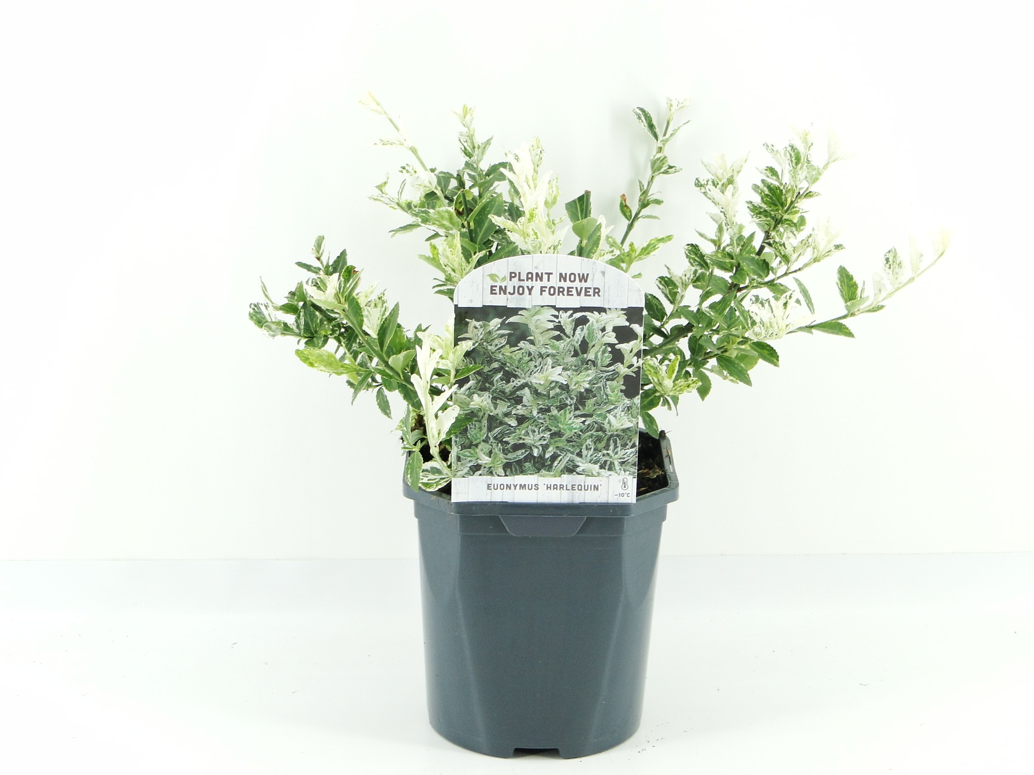 Picture of Euonymus fort. Harlequin