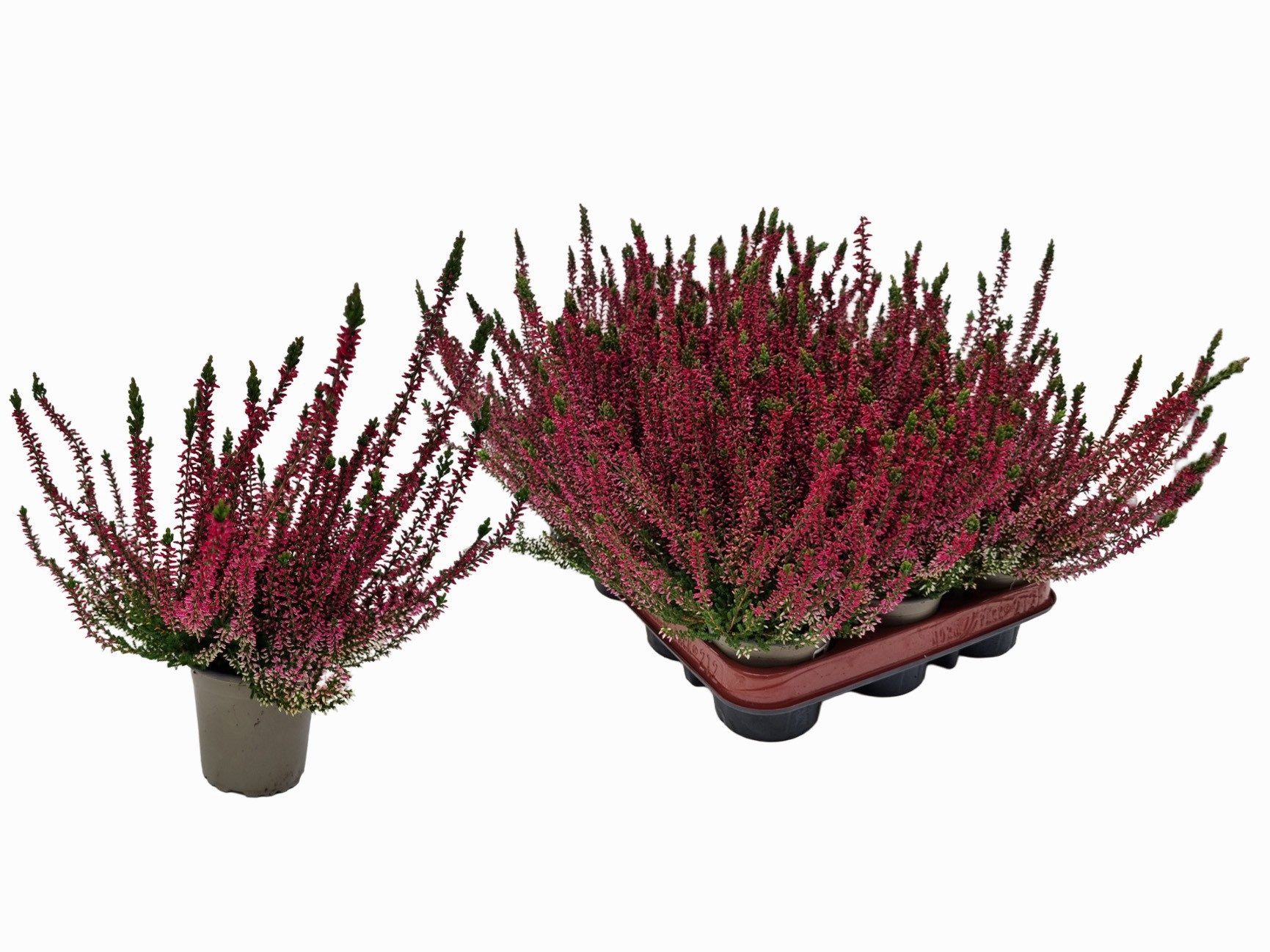 Calluna vulgaris WiBo's Rot - Struikhei