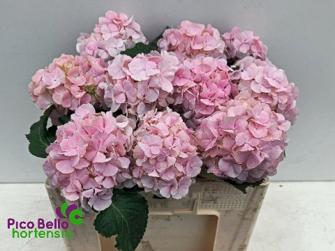 Hydrangea Verena Light Pink 50cm 15Ø