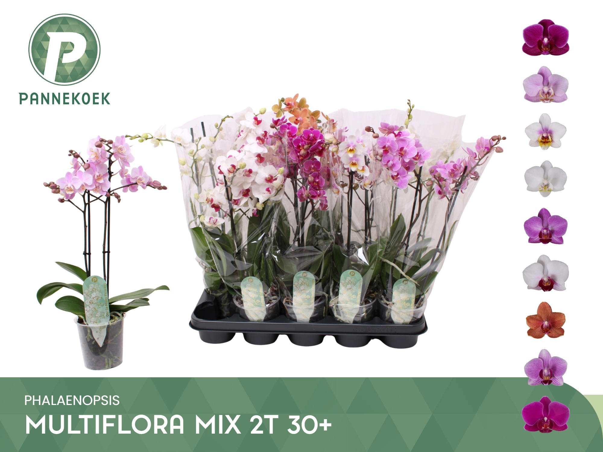 Phal Mf Gem 8 Kl 12P 50H 2TAK 30bloem 34bloei