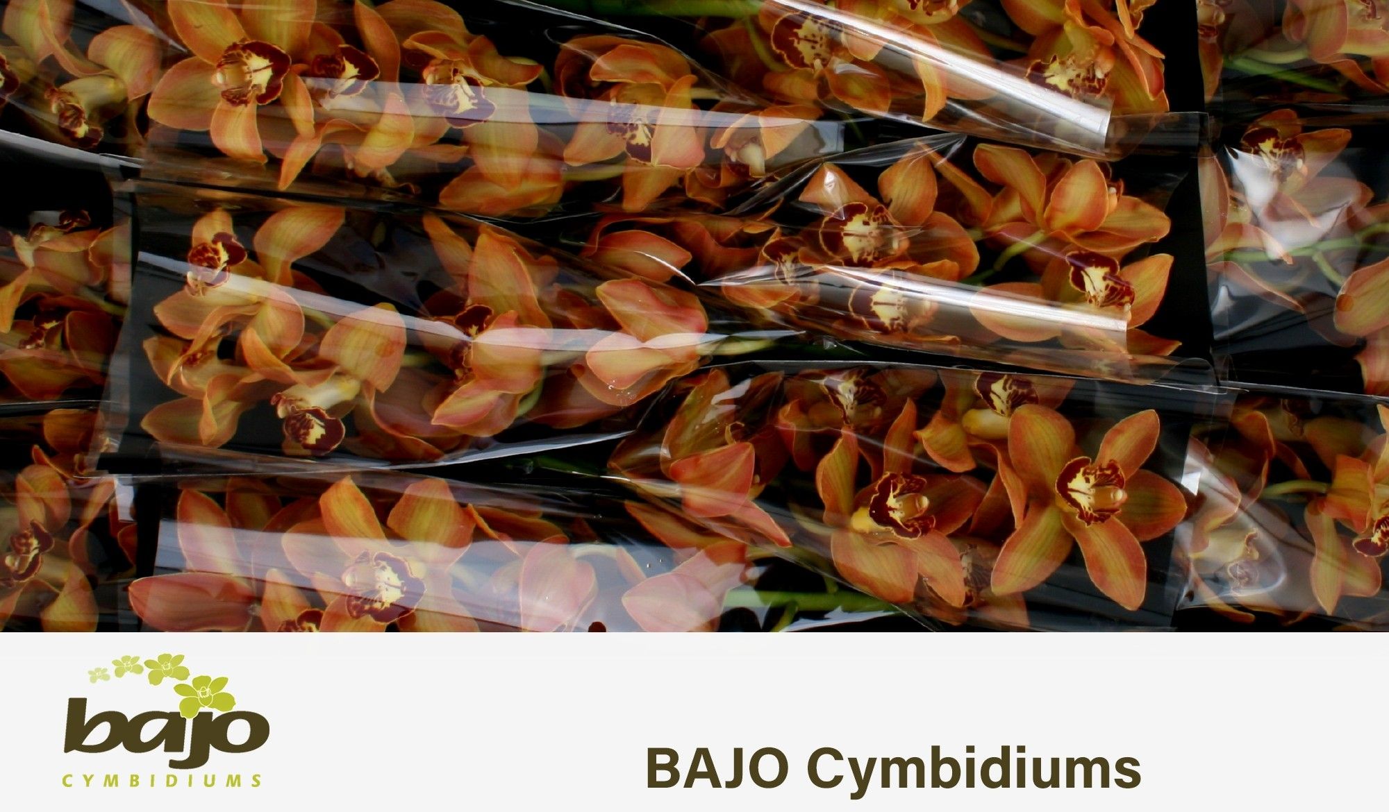 Cymbidium Charly Brown 5/8bl