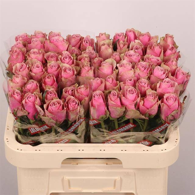 Rosa Athena Royale 60cm