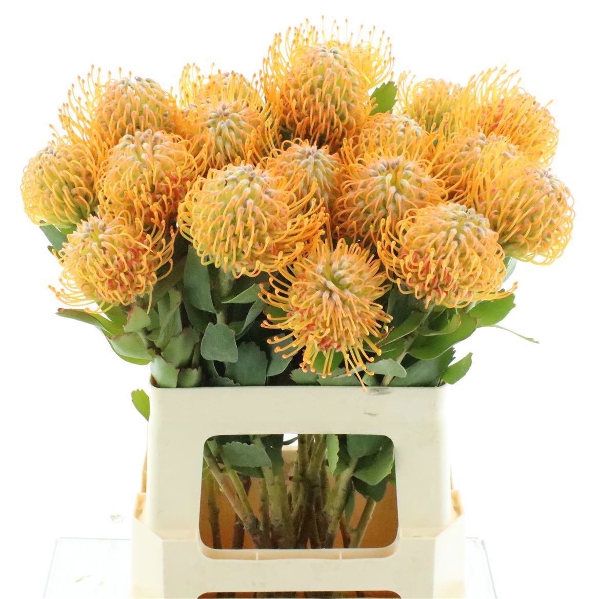 Leuco Soleil