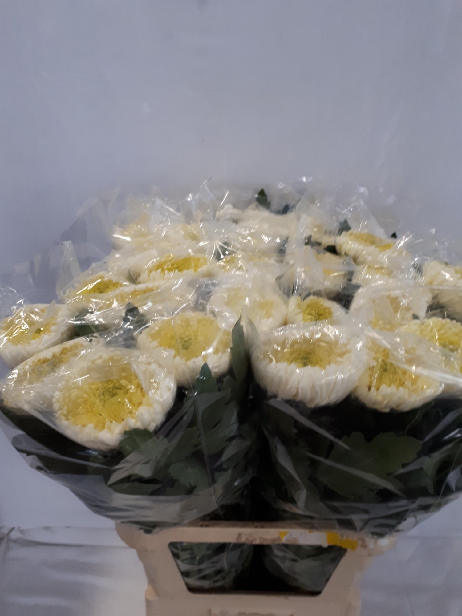 Chr G Bislet White 80cm 125gram