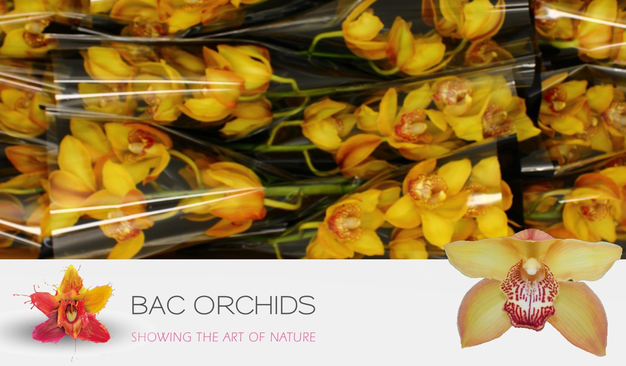 Cymbidium Esther 5/8bl