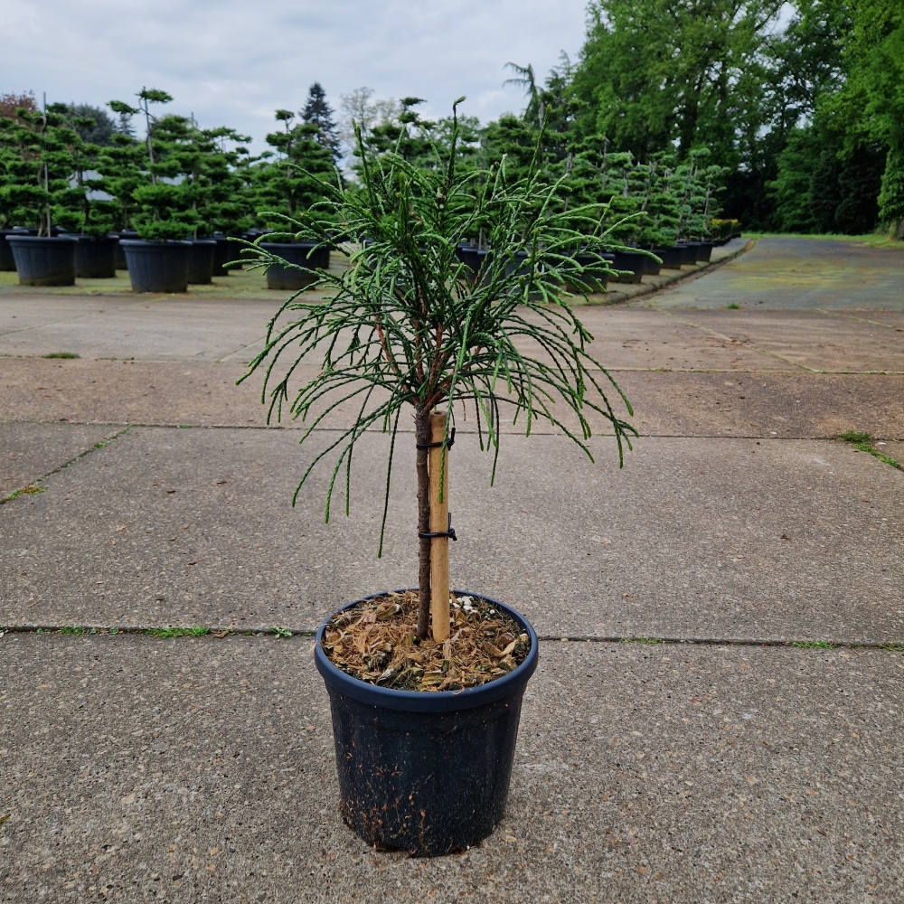 Picture of Thuja plicata Whipcord C6 20/STD