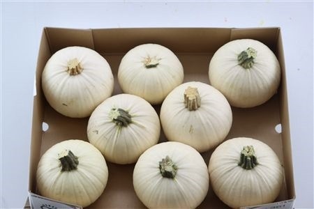 Cucurbita Pepo