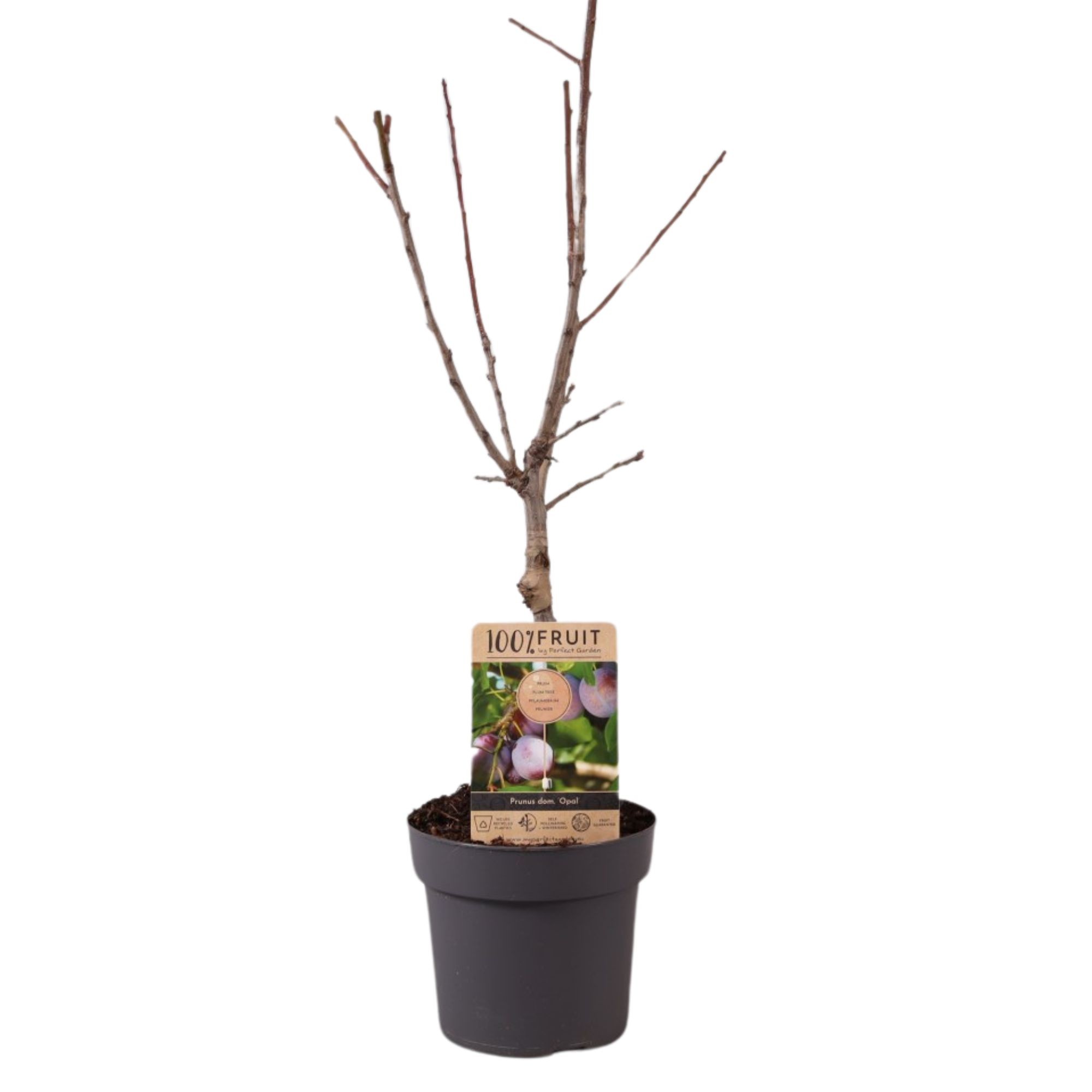 Picture of Prunus domestica Opal P21 (4 Ltr) Patio-Trees