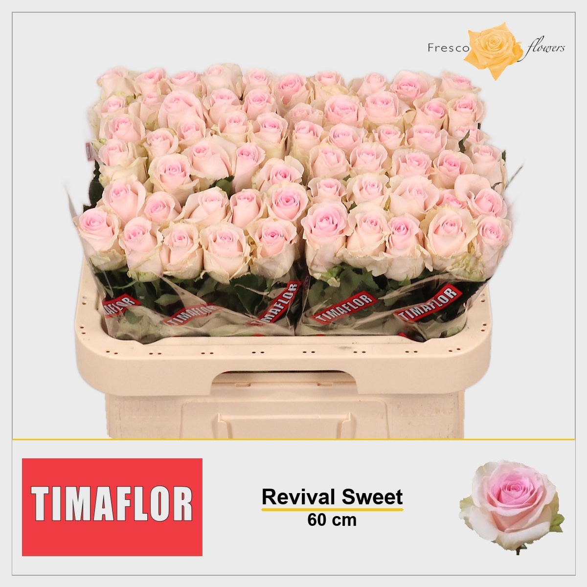 Rosa Revival Sweet 60cm