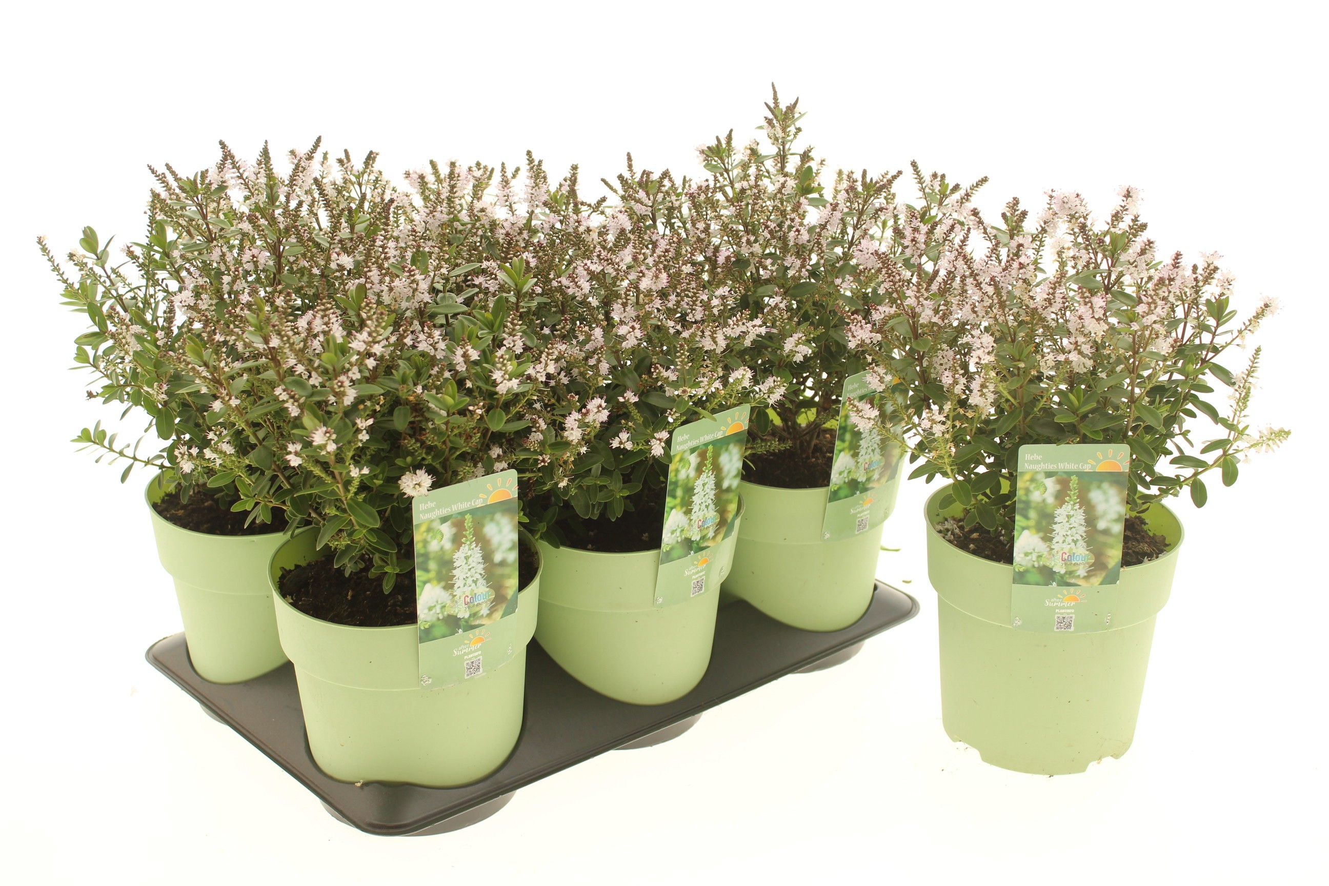 Hebe 'Naughties White Cap'