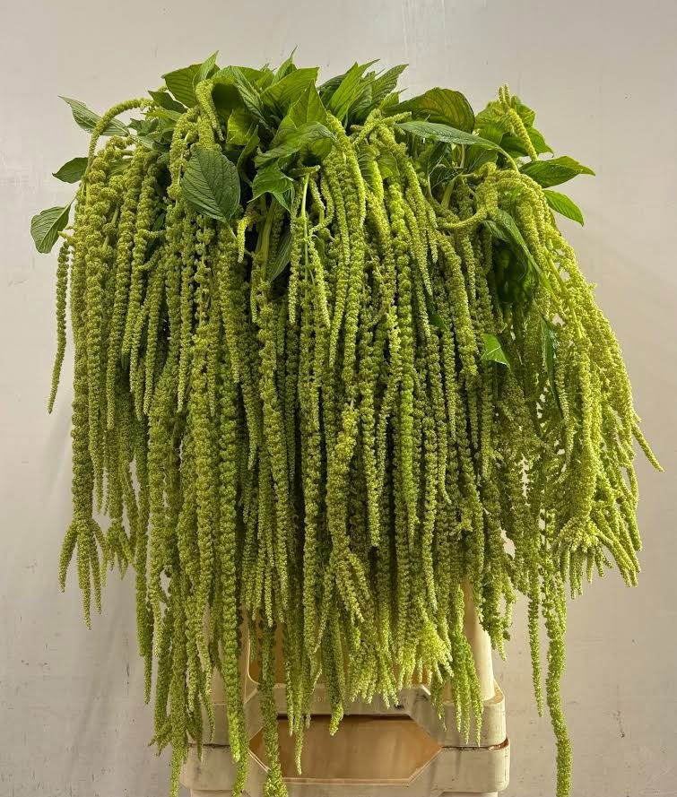 Amaranthus Hang Cordata Green 80cm