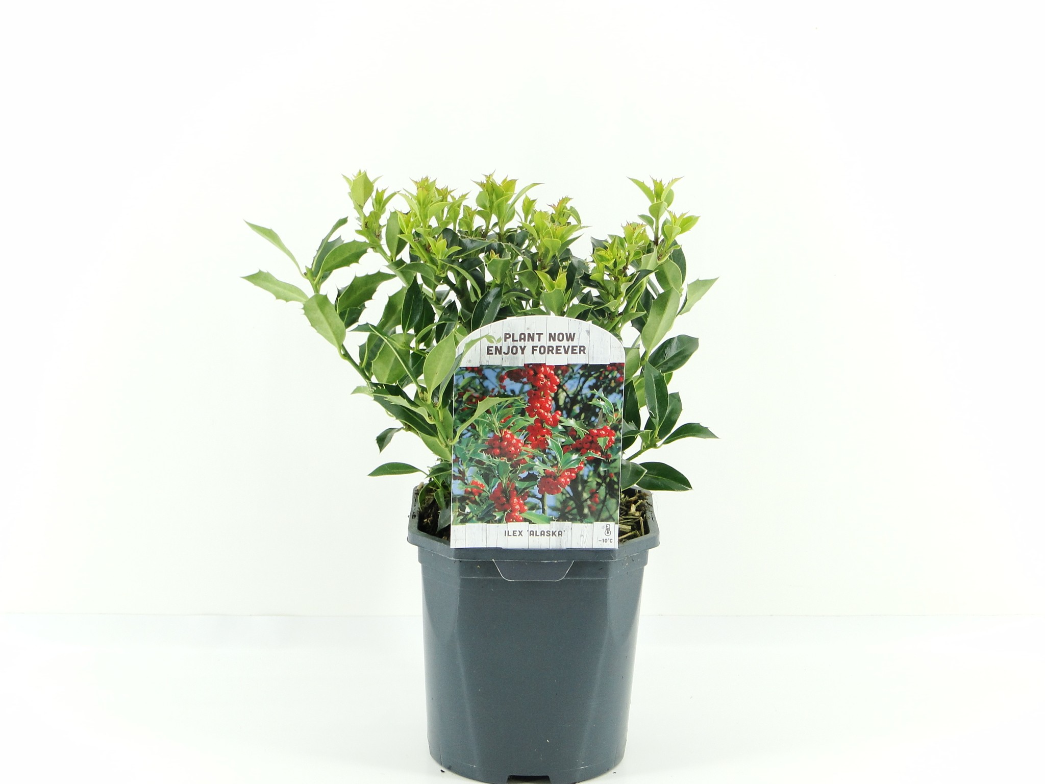 Picture of Ilex aq. Alaska