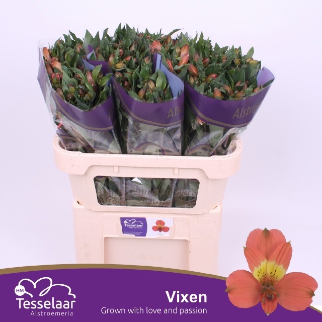 Alstr Vixen
