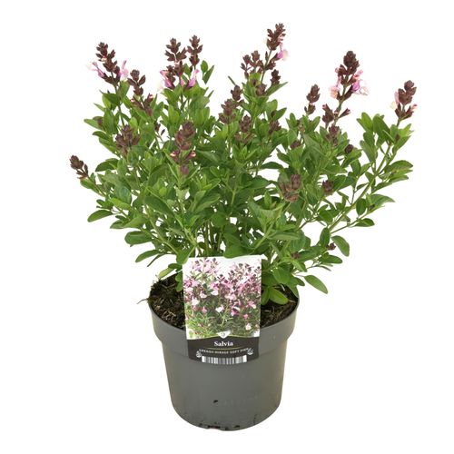 Salvia Mirage Soft Pink p17 Florizon