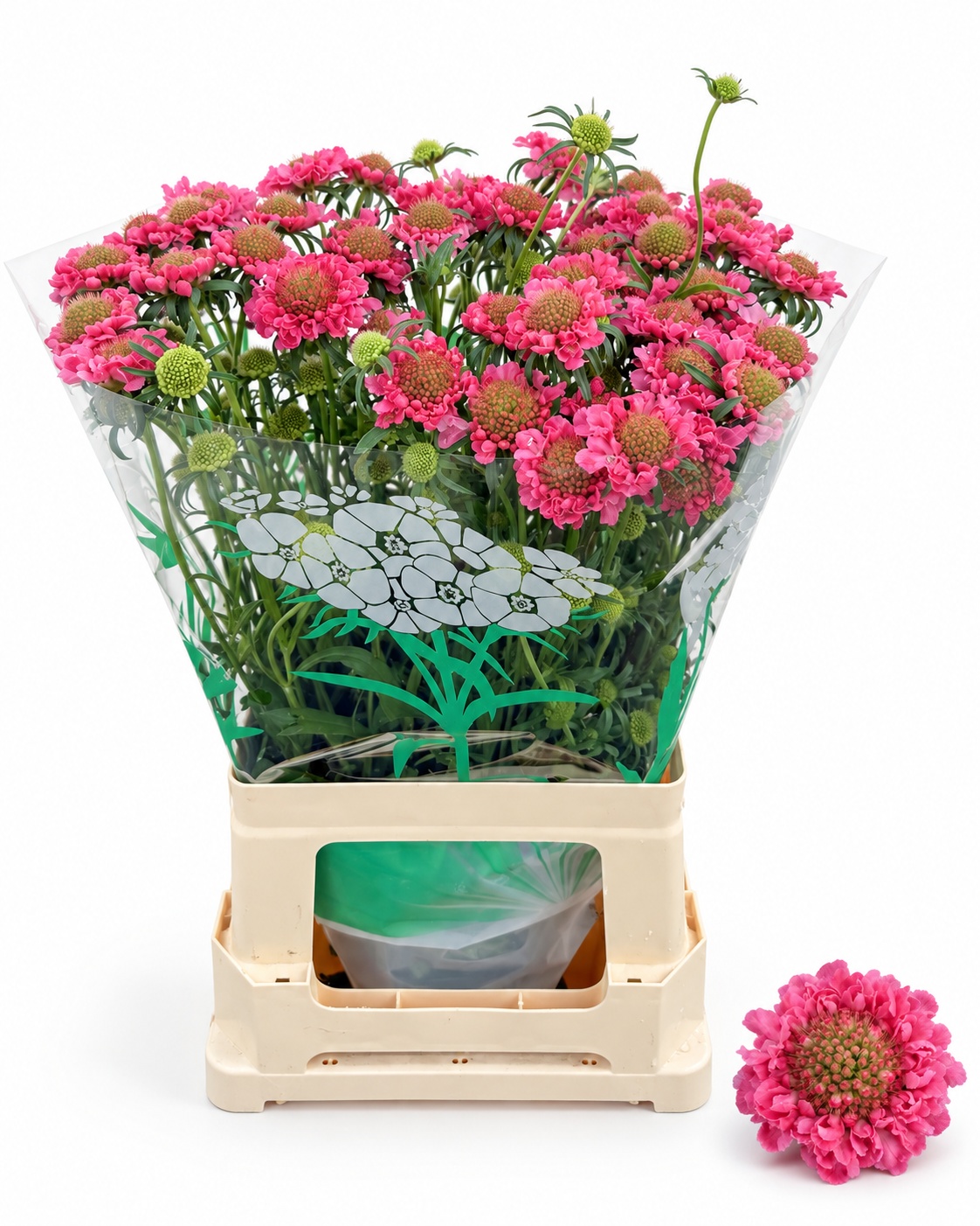 Scabiosa Cotton Candy Scoop 60cm