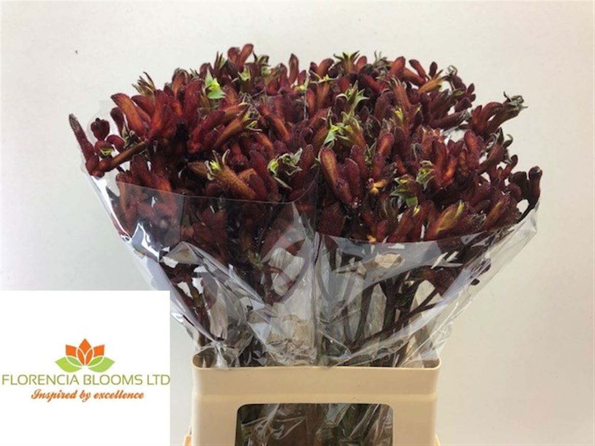 Anigozanthos Red Early Spring 60cm