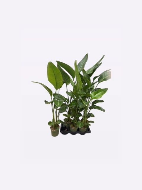 Strelitzia Nicolai 17Ø 105cm