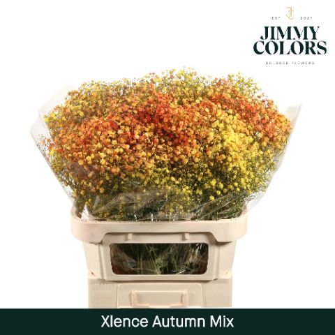 Gyps Xlence L80 Autumn Mix
