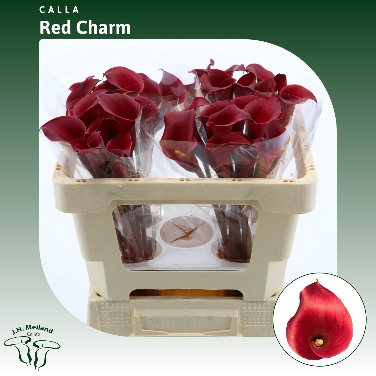 Calla Red Charm 50cm