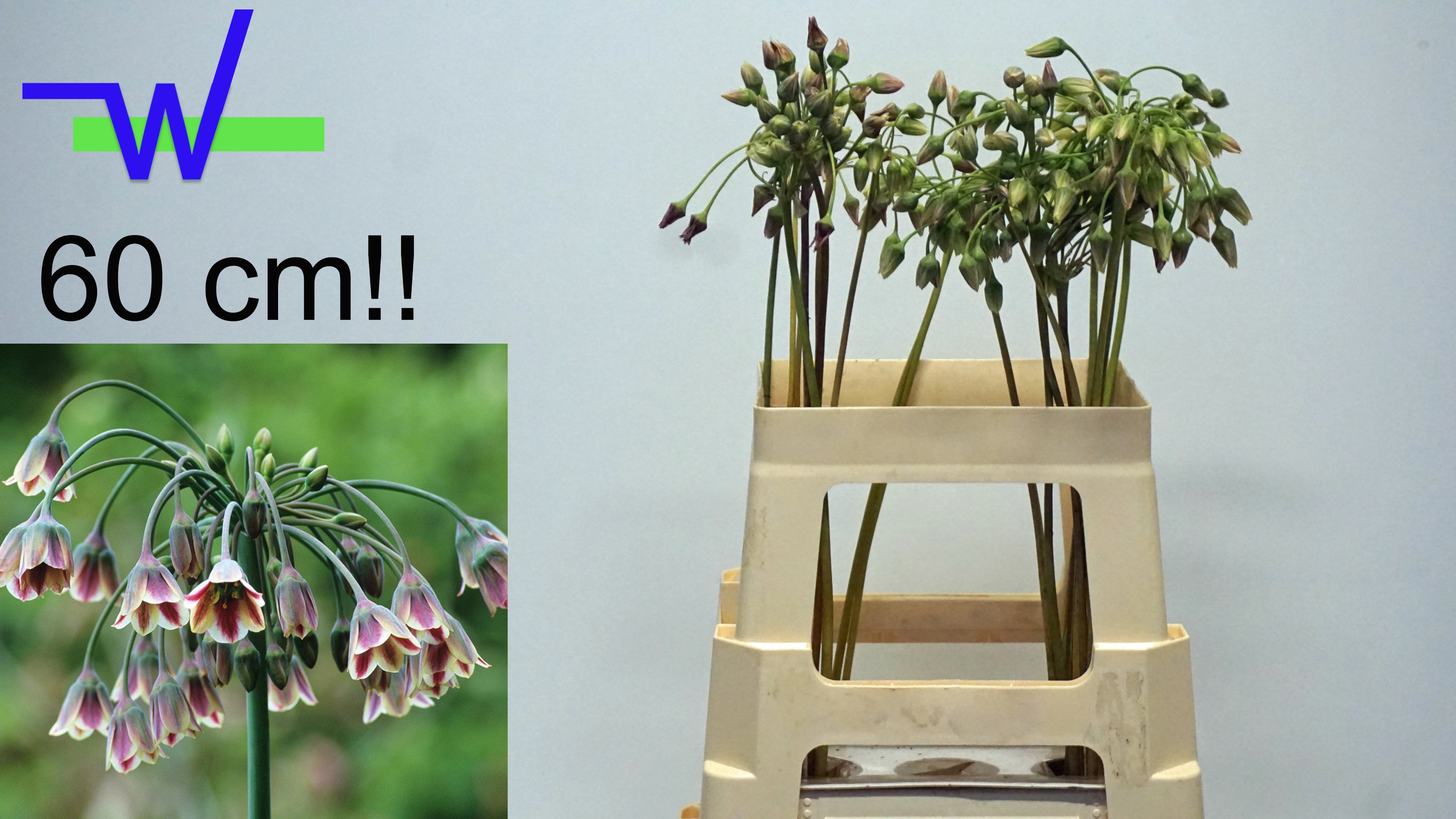 Allium Hang Siculum 60cm