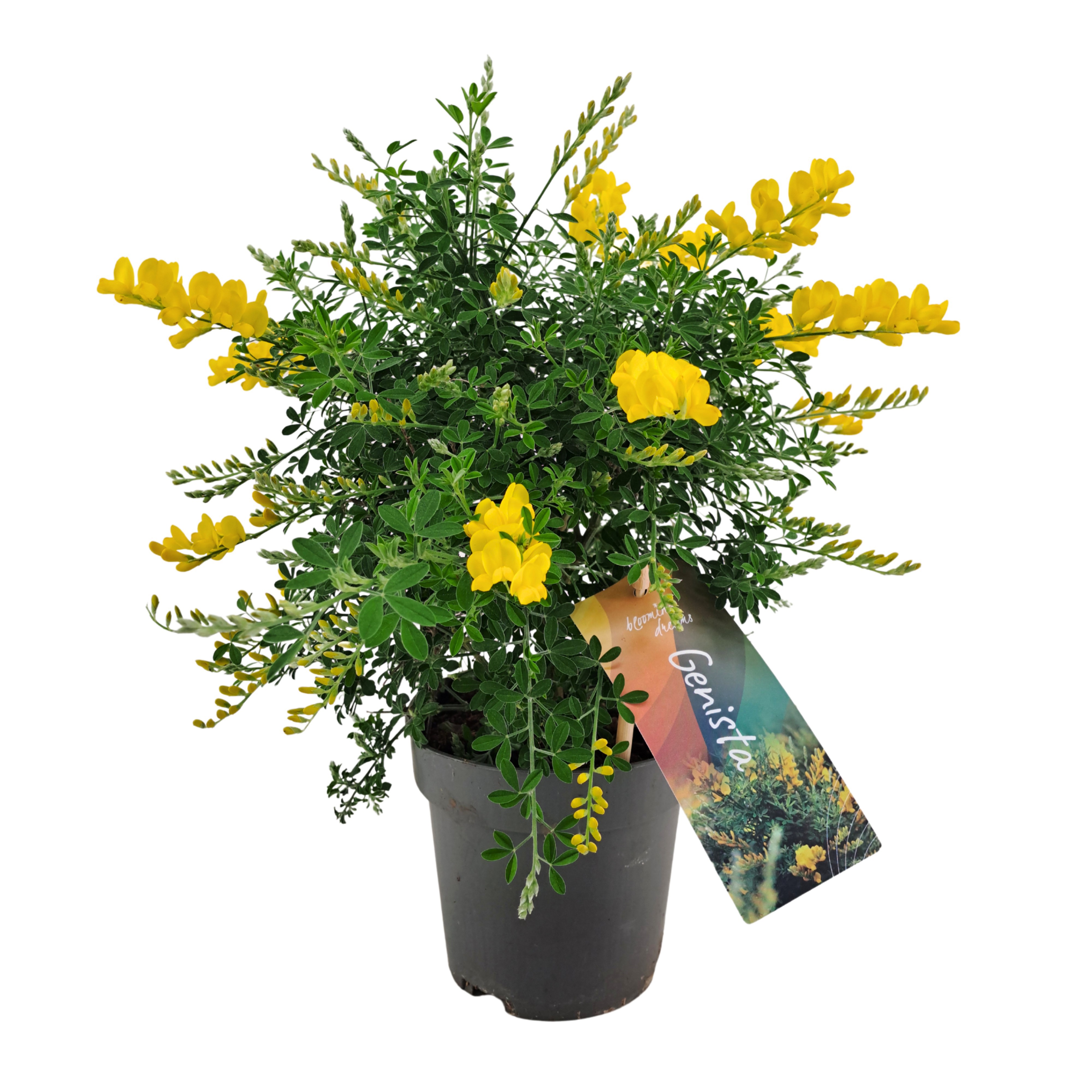 Genista (Cytisus) struik