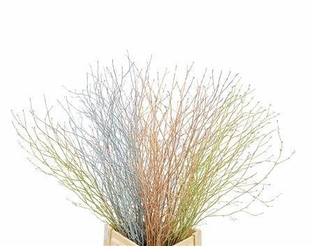 Betula Bs Kleurbeh