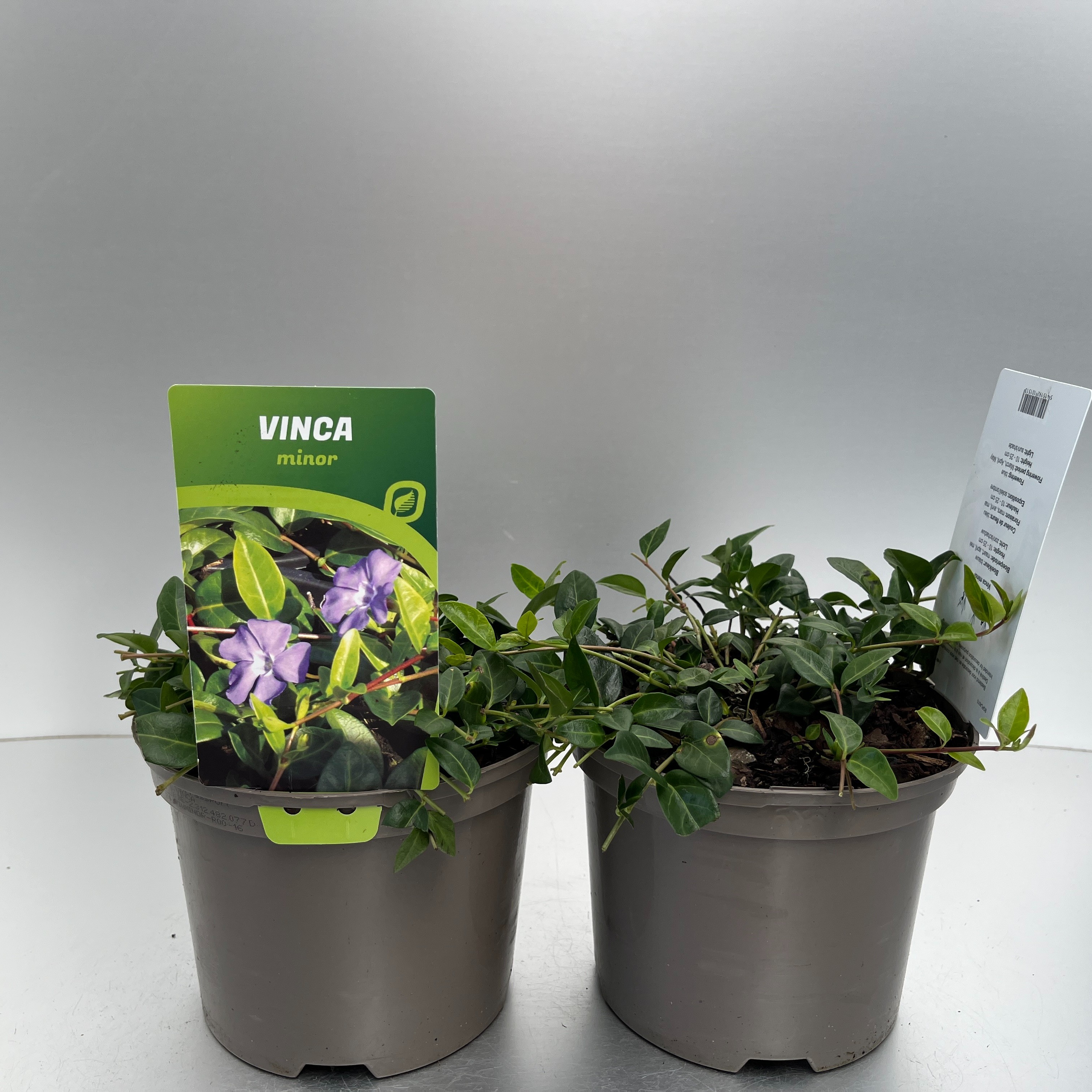 Picture of Vinca minor P17 (2 Ltr)