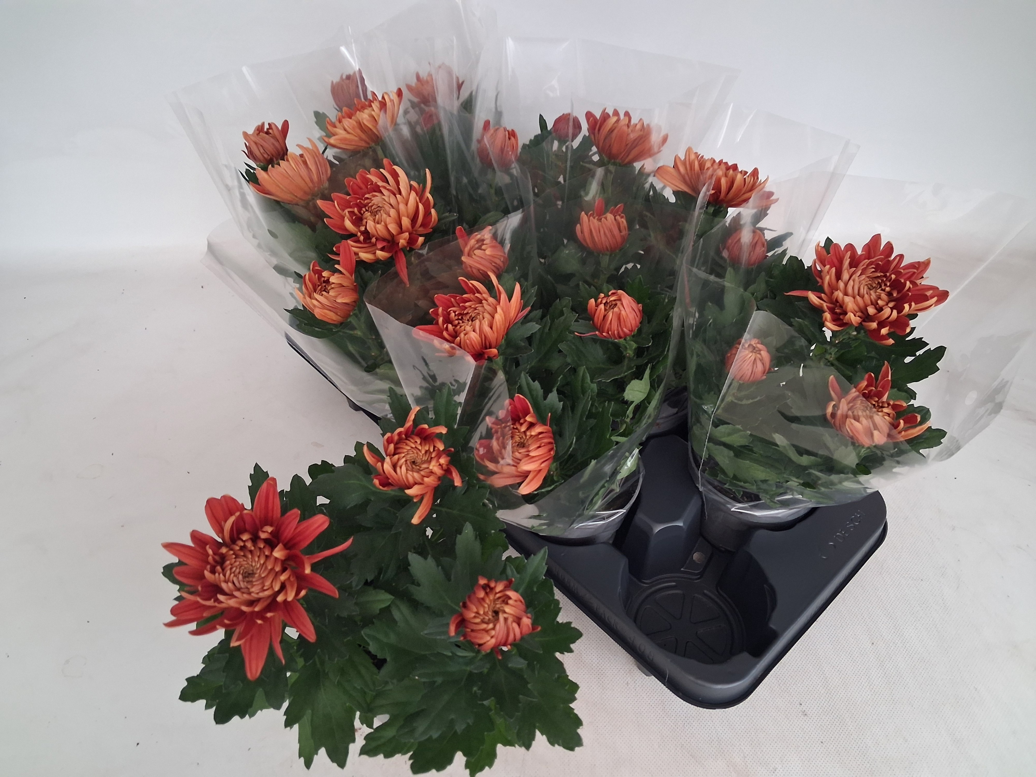 Chrys Cosmo Bronze 12P 25H 12bloei