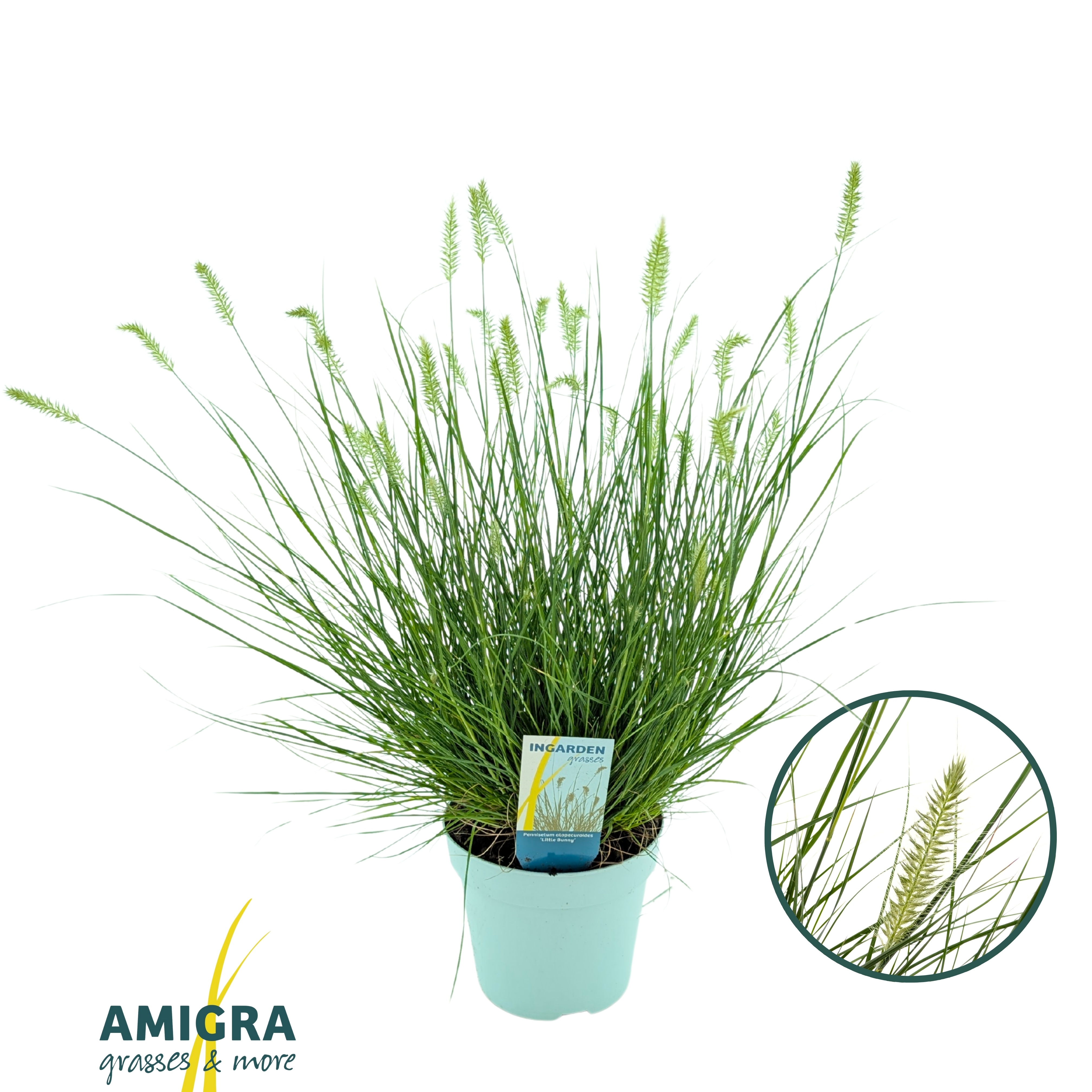 Picture of Pennisetum alopecuroides 'Little Bunny'