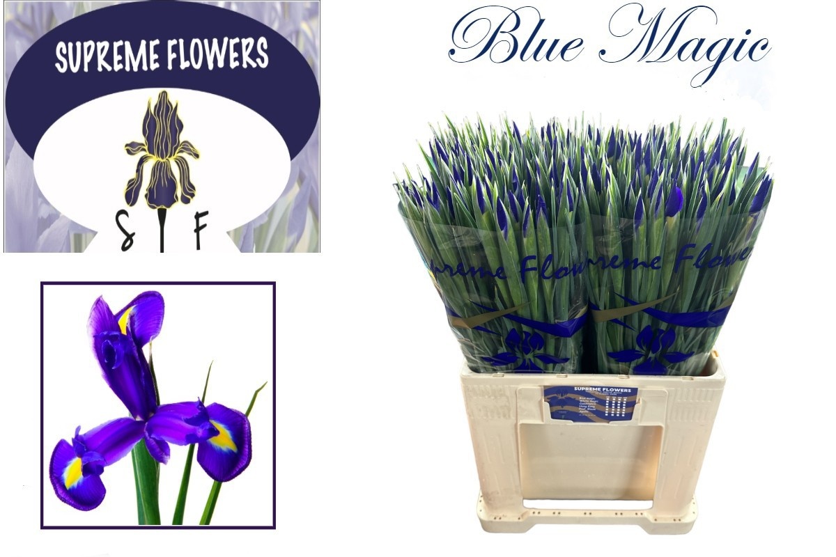 Iris Blue Magic 60cm