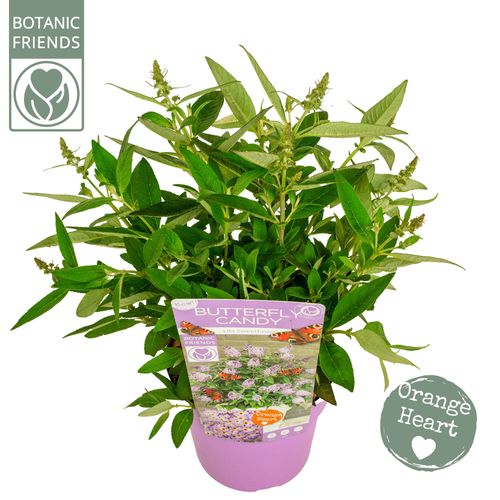 Buddleja Butterfly Candy 'Lila Sweetheart'® p19 Son
